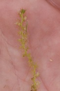 Utricularia-ochroleuca/Utricularia-ochroleuca-17-09-2011-5234