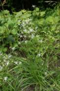 Anthericum-ramosum-01-07-2009-6917