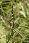 Asparagus-officinalis-30-05-2009-3198