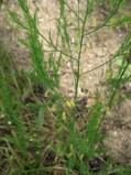Asparagus-officinalis1