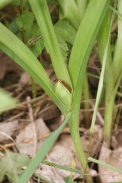 Colchicum-autumnale-17-06-2010-0038