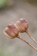 Fritillaria-meleagris-06-06-2009-3954