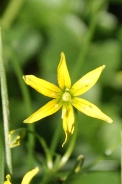 Gagea-spathacea-06-04-2011-6499