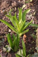 Hyacinthus-orientalis-14-03-2009-185