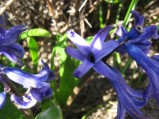 Hyacinthus-orientalis-16-03-2009-4812
