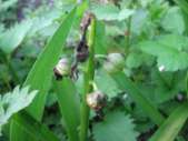 Hyacinthus-orientalis-19-04-2009-5252