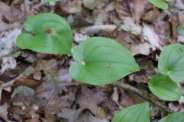 Maianthemum-bifolium-03-05-2009-1824