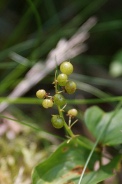 Maianthemum-bifolium-08-07-2010-2411