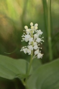 Maianthemum-bifolium-11-06-2010-9862