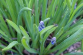 Muscari-botryoides-27-03-2009-619