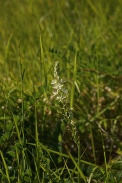 Ornithogalum-pyrenaicum-01-06-2011-9021