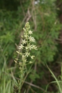 Ornithogalum-pyrenaicum-13-06-2009-4836