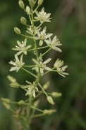 Ornithogalum-pyrenaicum-13-06-2009-4837