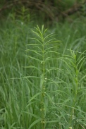 Polygonatum-verticillatum-17-06-2010-0098