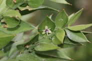 Ruscus-aculeatus-11-05-2010-8086