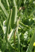 Tulipa-sylvestris-subsp-sylvestris-06-04-2011-6525