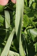 Tulipa-sylvestris-subsp-sylvestris-06-04-2011-6526