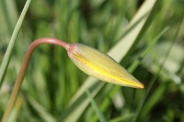 Tulipa-sylvestris-subsp-sylvestris-06-04-2011-6528