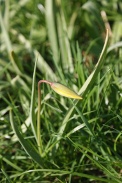 Tulipa-sylvestris-subsp-sylvestris-06-04-2011-6537