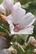 Althaea-officinalis-15-07-2011-2358