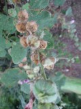 Althaea-rosea-fruits-03-09-2008-4149