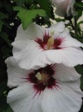 Hibiscus-syriacus-fleur4