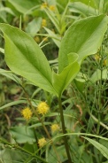 Menyanthes-trifoliata-06-06-2009-3890