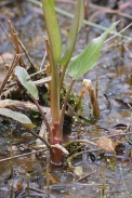 Menyanthes-trifoliata-13-04-2010-6825