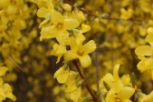 Forsythia-intermedia-26-03-2009-458