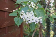 Syringa-vulgaris-25-04-2009-1685