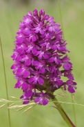 Anacamptis-pyramidalis-20-06-2009-5590