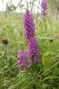 Anacamptis-pyramidalis-20-06-2009-5646