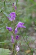 Cephalanthera-rubra-29-06-2010-1202