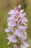 Dactylorhiza-maculata-07-07-2009-8890