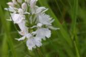 Dactylorhiza-maculata-28-05-2009-2768