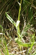 Dactylorhiza-praetermissa-02-06-2011-9469