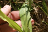 Dactylorhiza-praetermissa-02-06-2011-9508