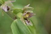 Epipactis-tremolsii-09-07-2009-9362