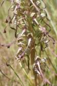 Himantoglossum-hircinum-30-05-2009-3103