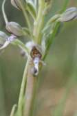 Himantoglossum-hircinum-30-05-2009-3122