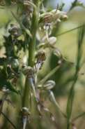 Himantoglossum-hircinum-30-05-2009-3132