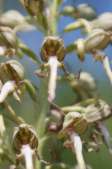 Himantoglossum-hircinum-30-05-2009-3144
