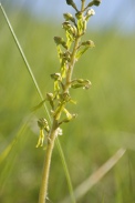 Listera-ovata-22-05-2010-8551