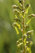 Listera-ovata-22-05-2010-8556