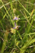 Ophrys-apifera-24-06-2010-0745