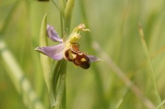 Ophrys-apifera-24-06-2010-0755