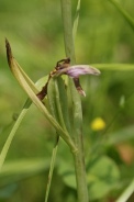 Ophrys-apifera-29-06-2010-1053