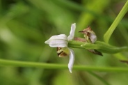 Ophrys-apifera-29-06-2010-1075