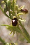Ophrys-araneola-15-04-2010-6989