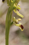 Ophrys-araneola-15-04-2010-6990